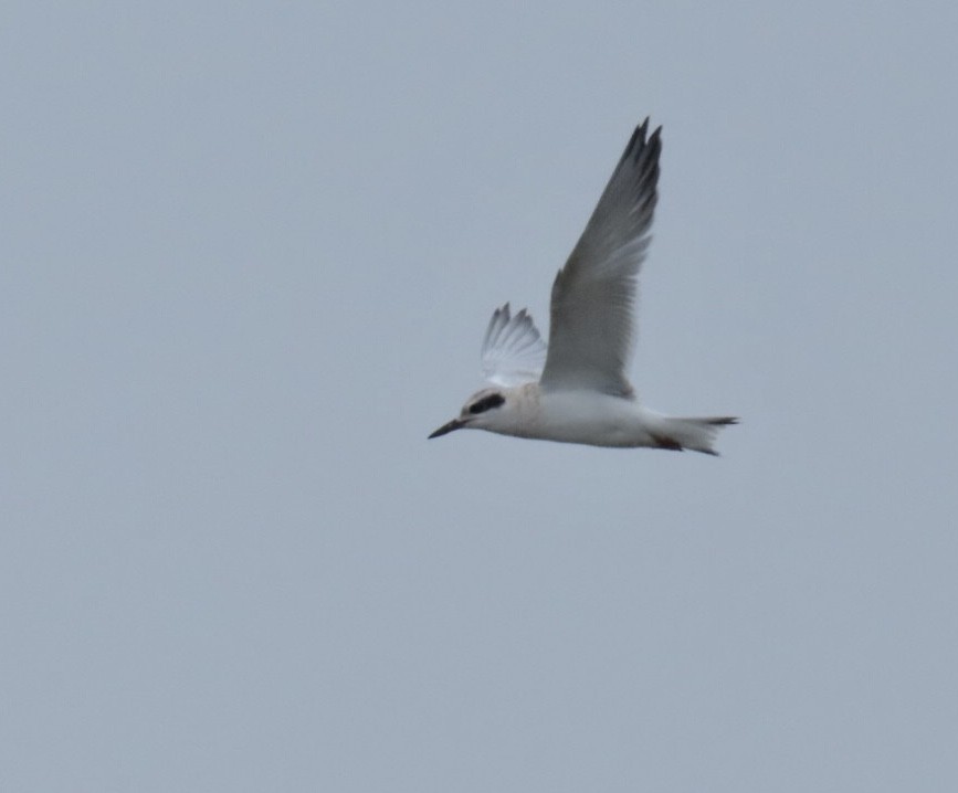 Forster's Tern - ML639470309