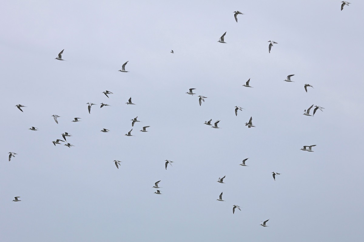 Forster's Tern - ML639470339