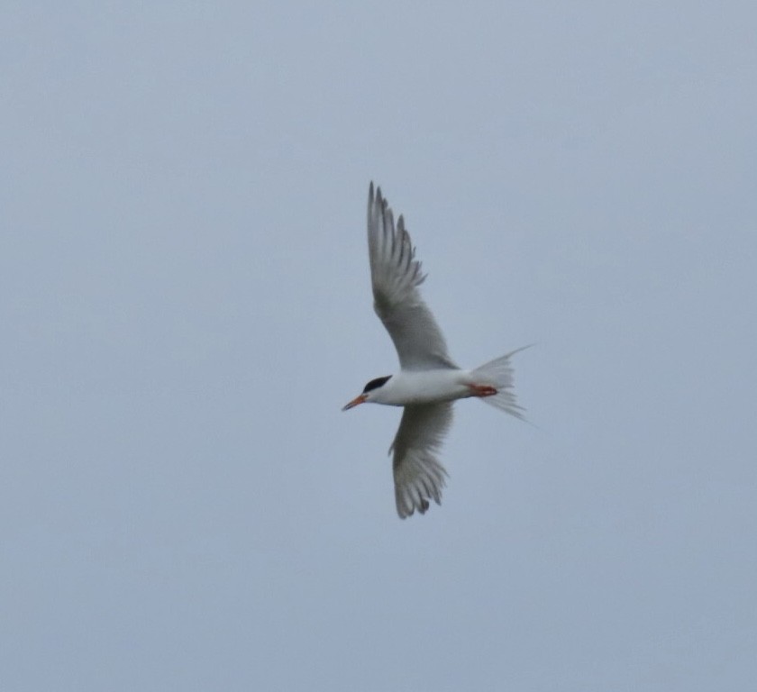 Forster's Tern - ML639470360