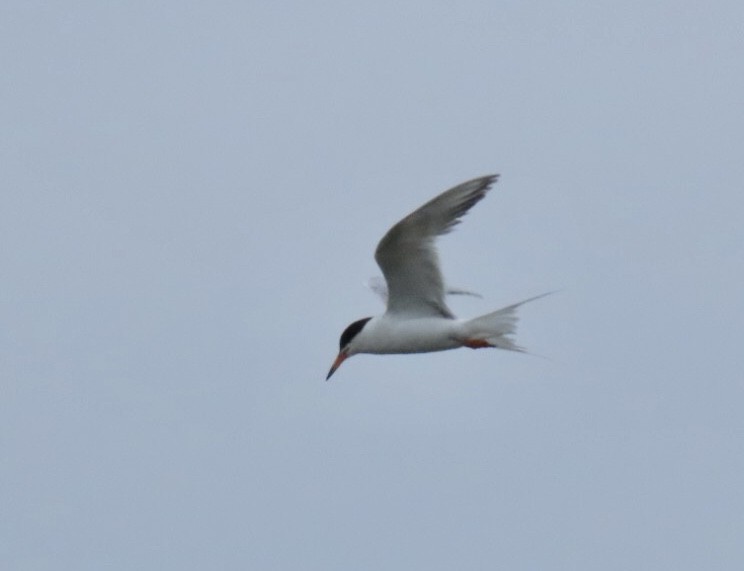 Forster's Tern - ML639470361