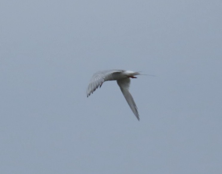 Forster's Tern - ML639470367