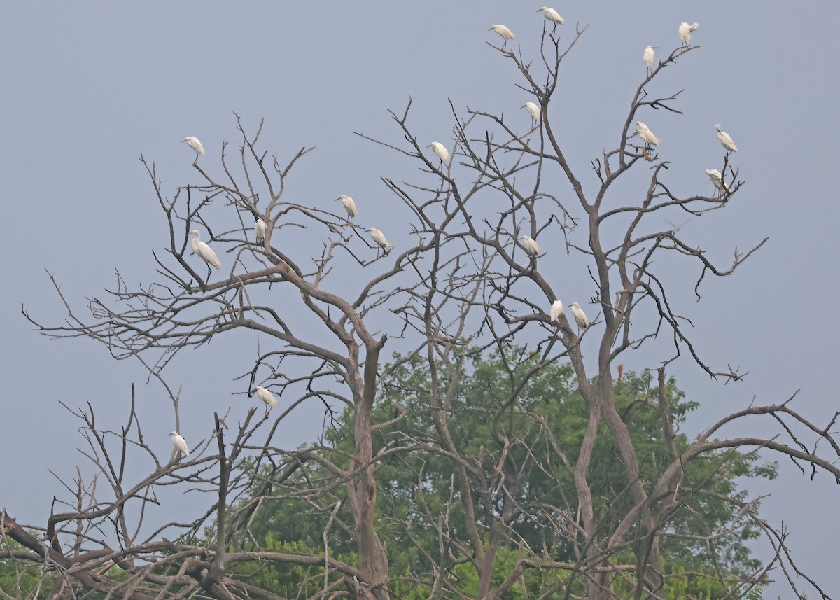 Snowy Egret - ML639470372