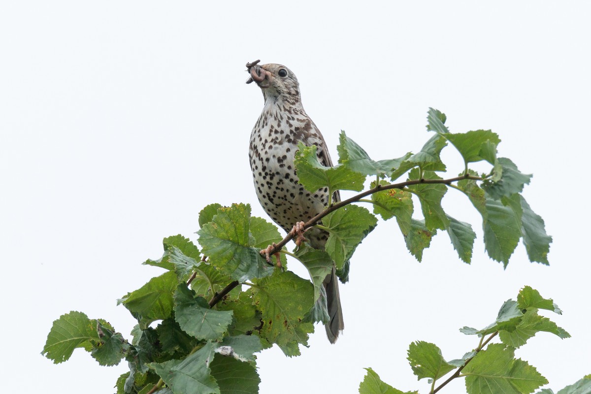Mistle Thrush - ML639470373