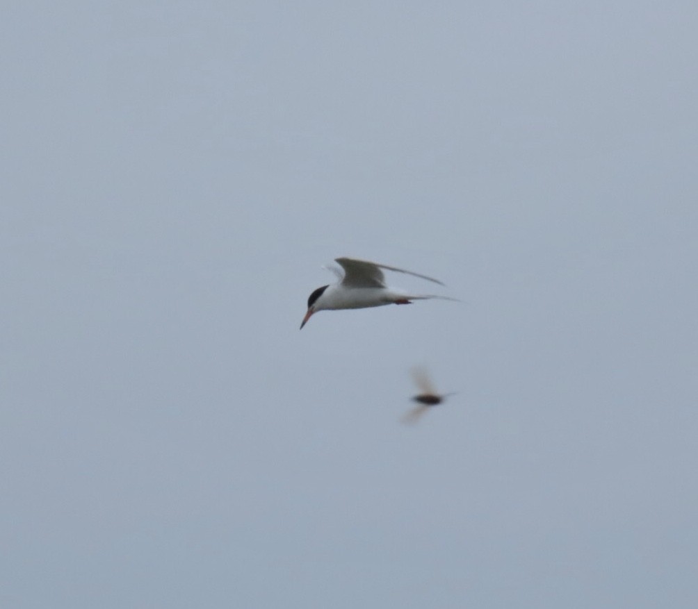 Forster's Tern - ML639470378