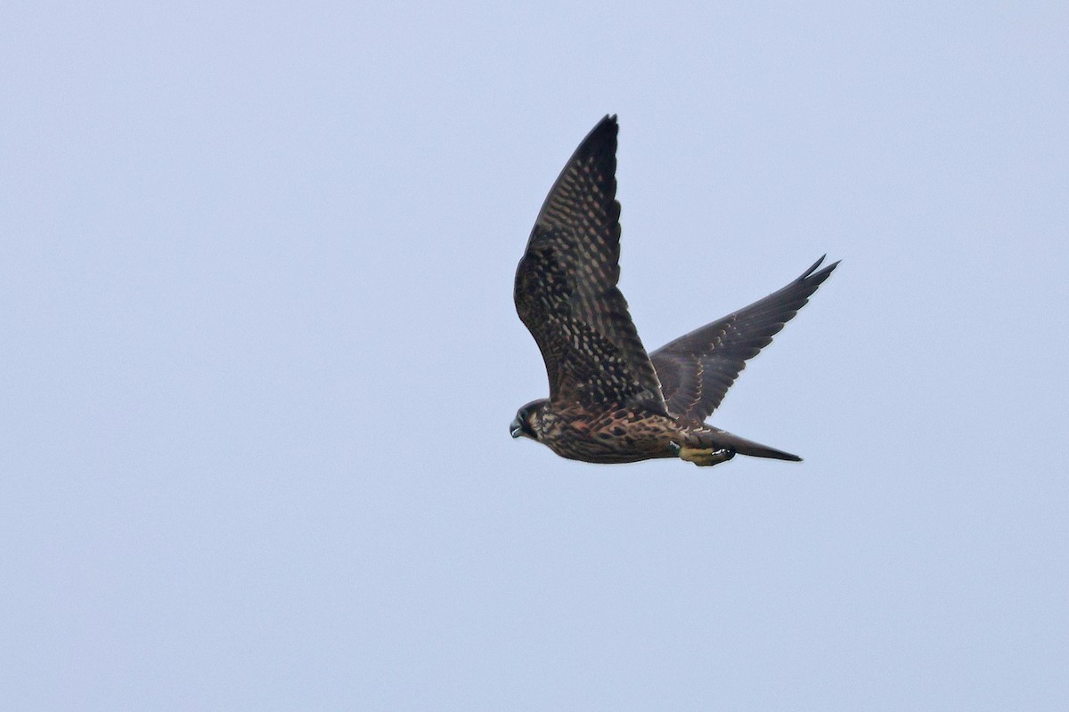 Эгэл шонхор - ML639470431