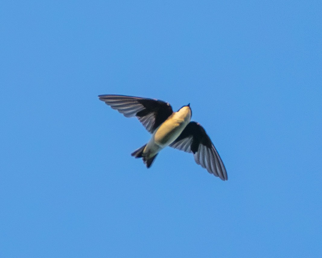 Tree Swallow - ML639470480