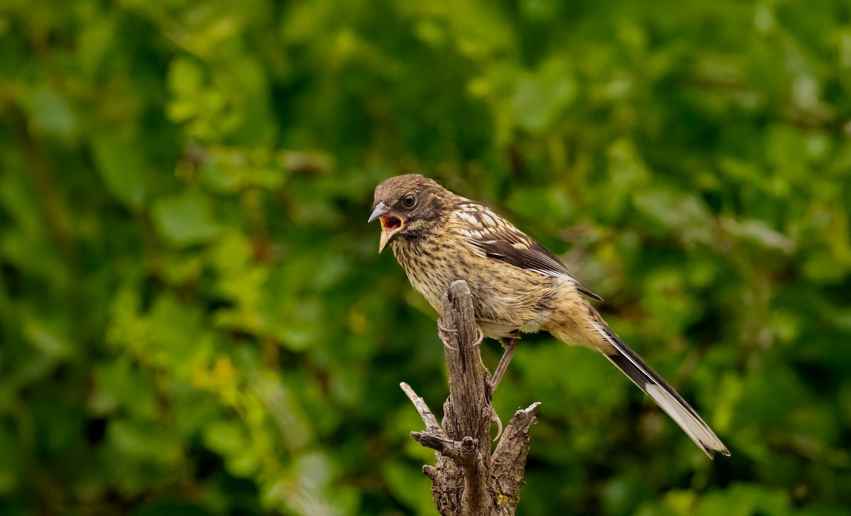 Spotted Towhee - ML639470503