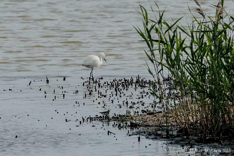 Snowy Egret - ML639470535