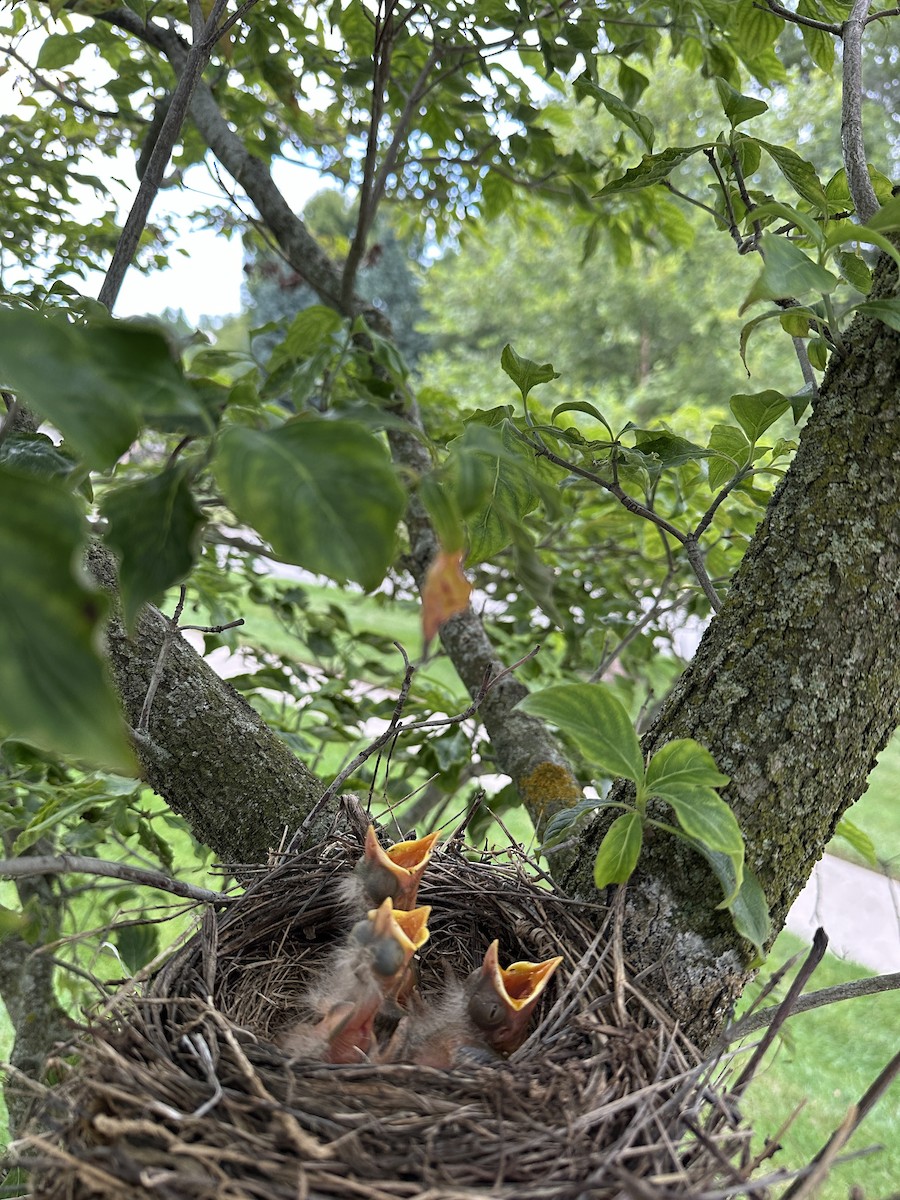 drozd stěhovavý - ML639470573