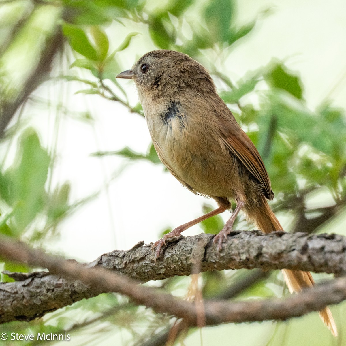 Rufous-tailed Babbler - ML639470578
