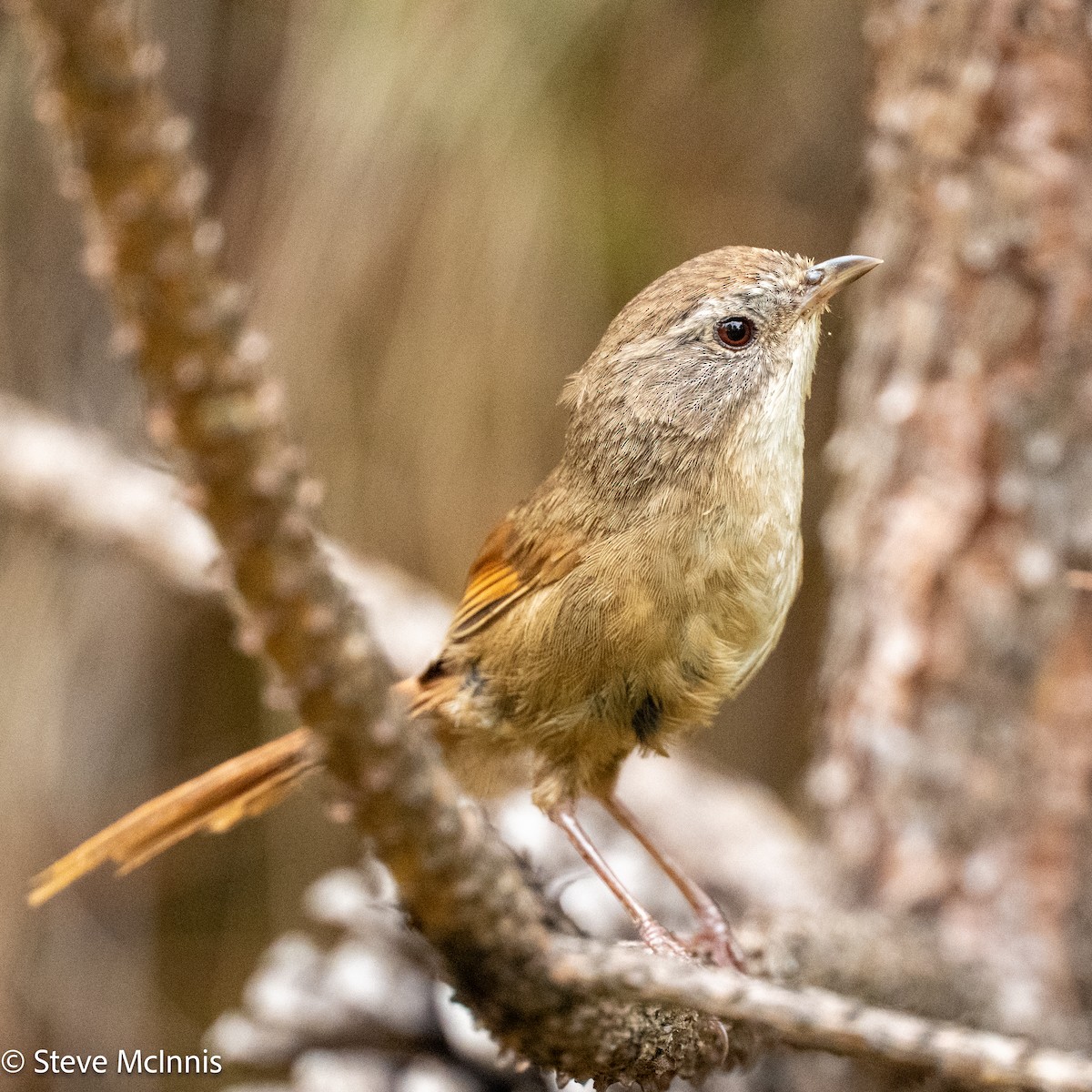 Rufous-tailed Babbler - ML639470579