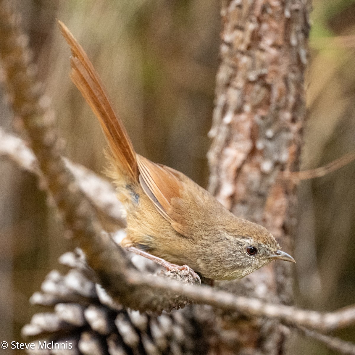 Rufous-tailed Babbler - ML639470580