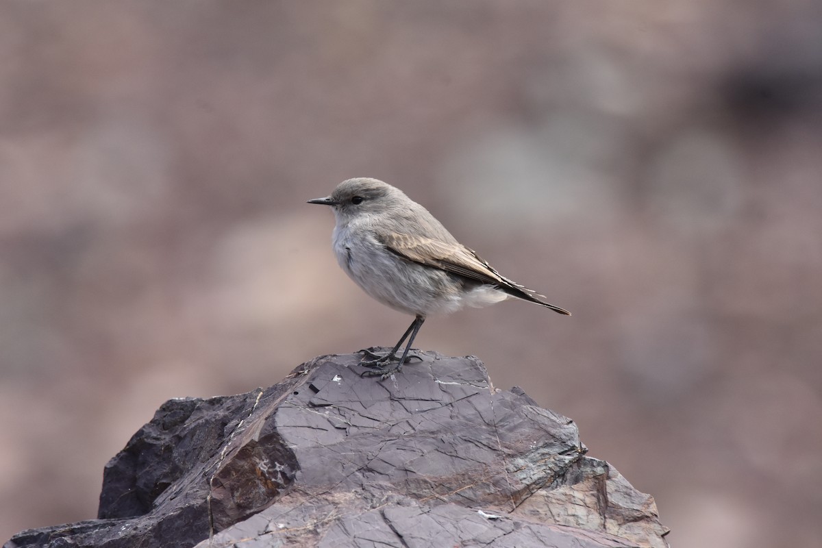 Cinereous Ground-Tyrant - ML639470602