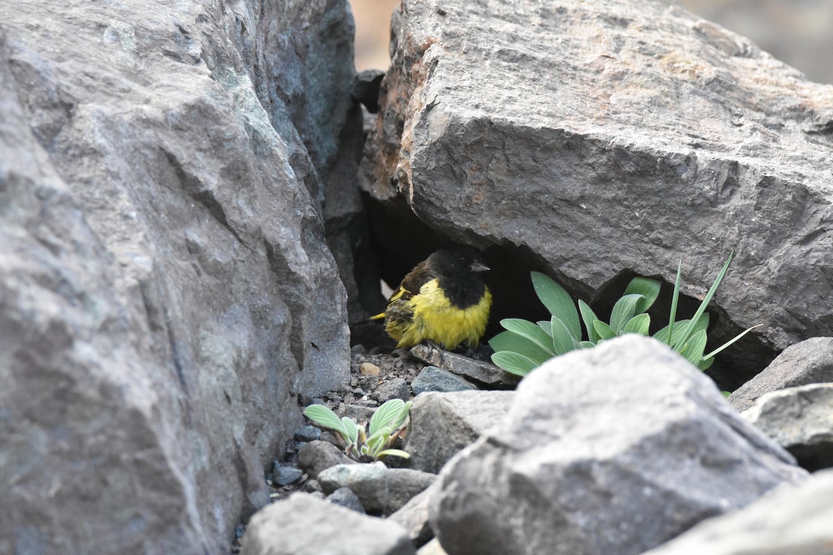 Yellow-rumped Siskin - ML639470650