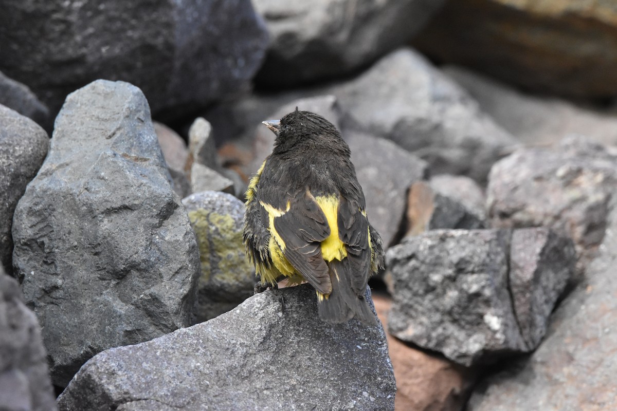 Yellow-rumped Siskin - ML639470653