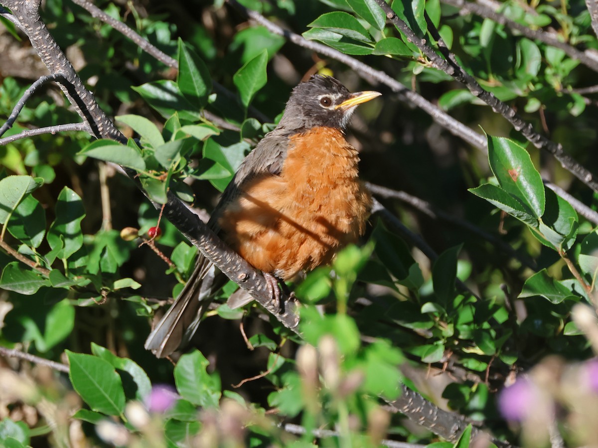 American Robin - ML639470662
