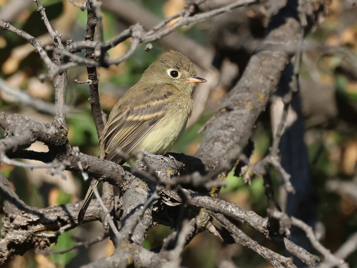 Western Flycatcher - ML639470702