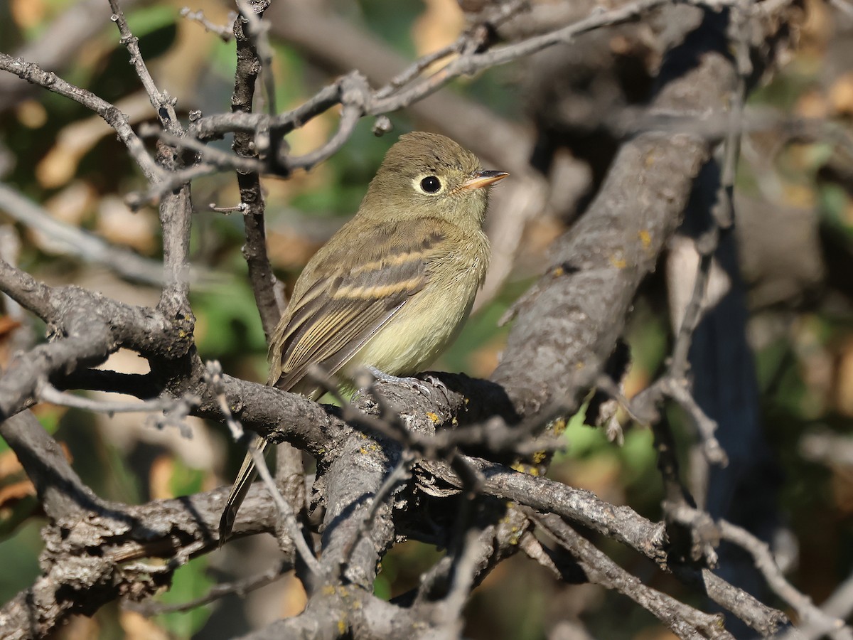 Western Flycatcher - ML639470703