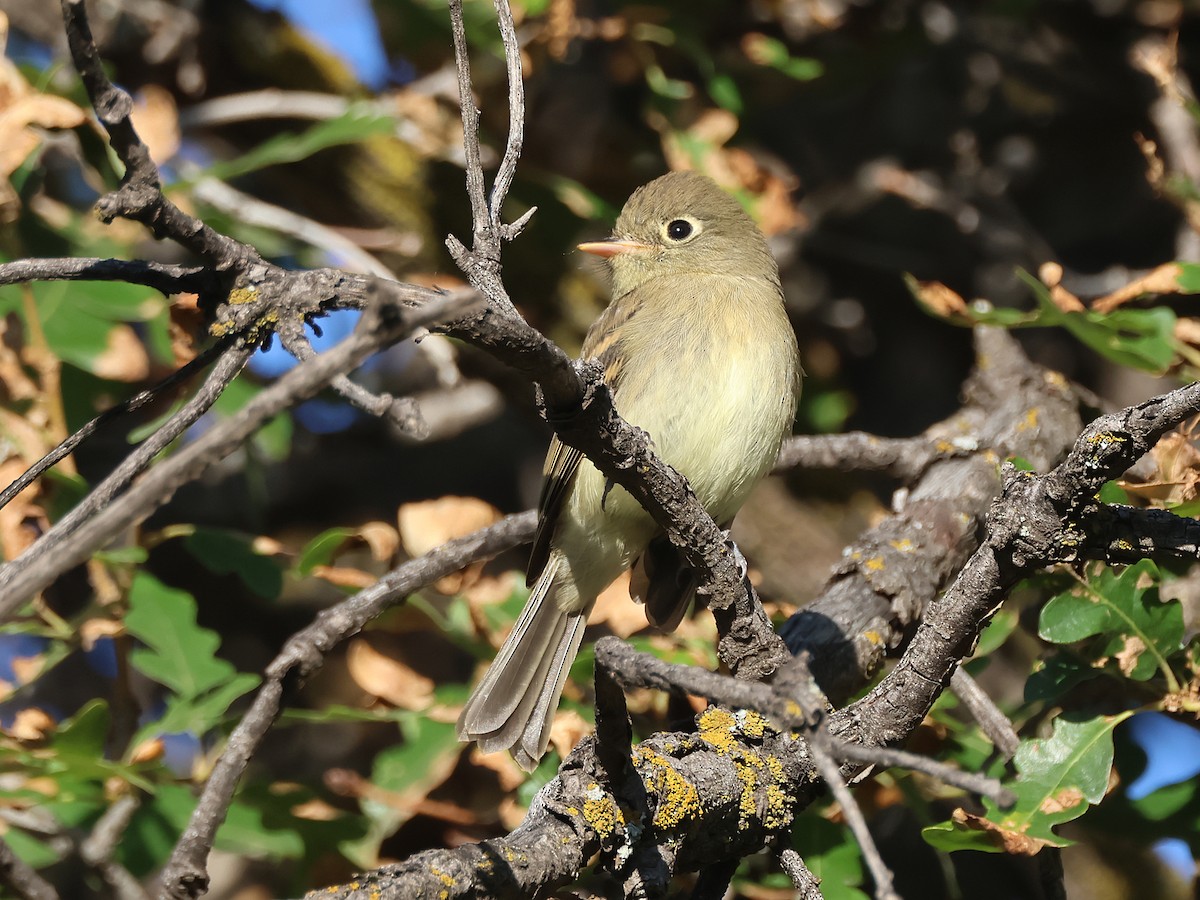 Western Flycatcher - ML639470704