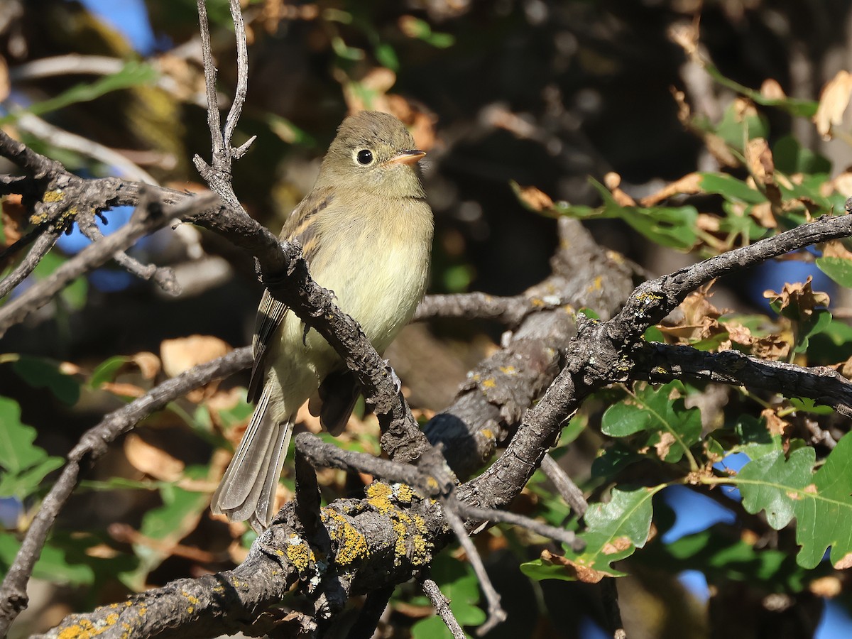 Western Flycatcher - ML639470705