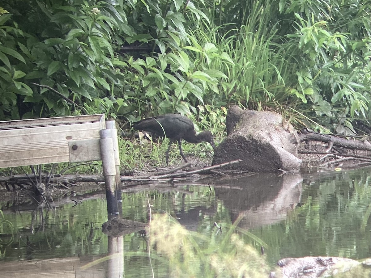 Glossy Ibis - ML639470708
