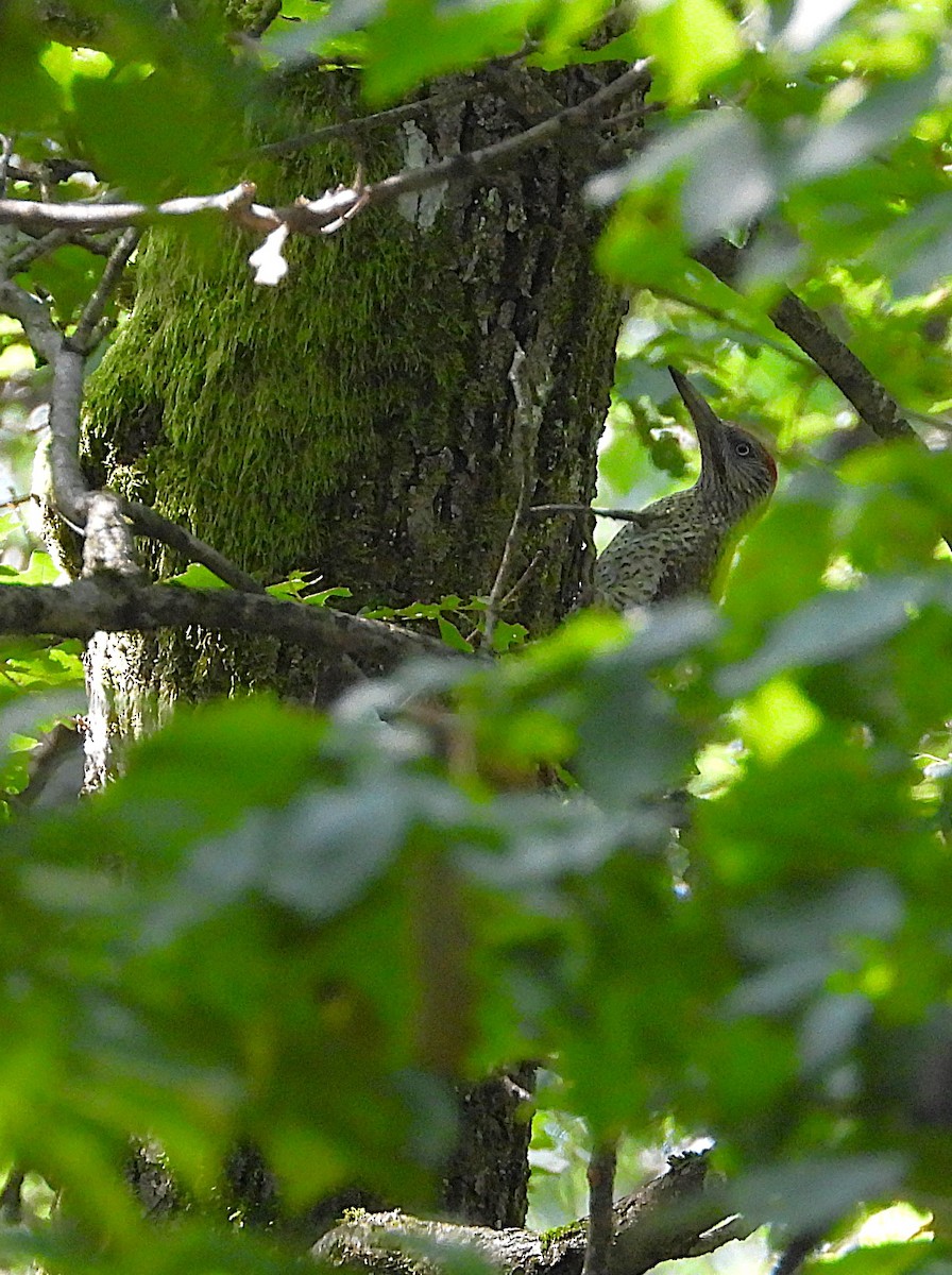 Eurasian Green Woodpecker - ML639470769
