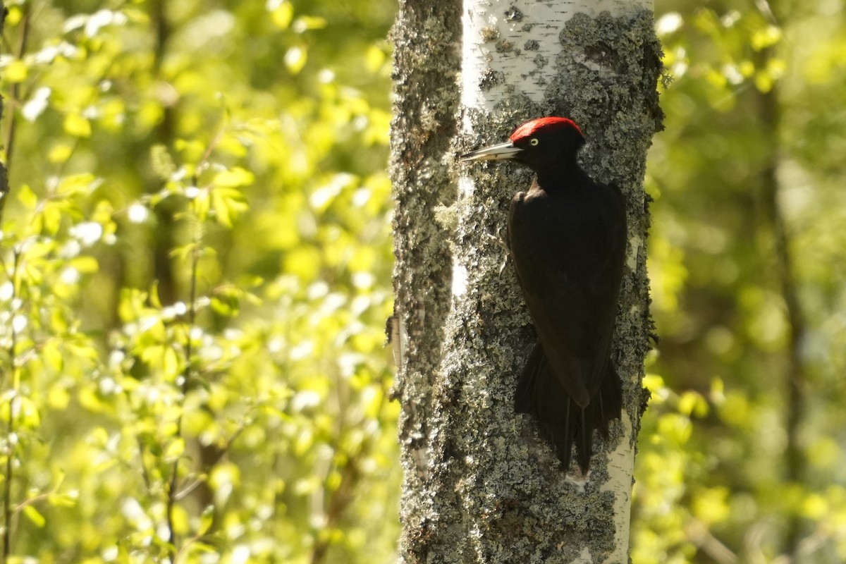 Black Woodpecker - ML639470849