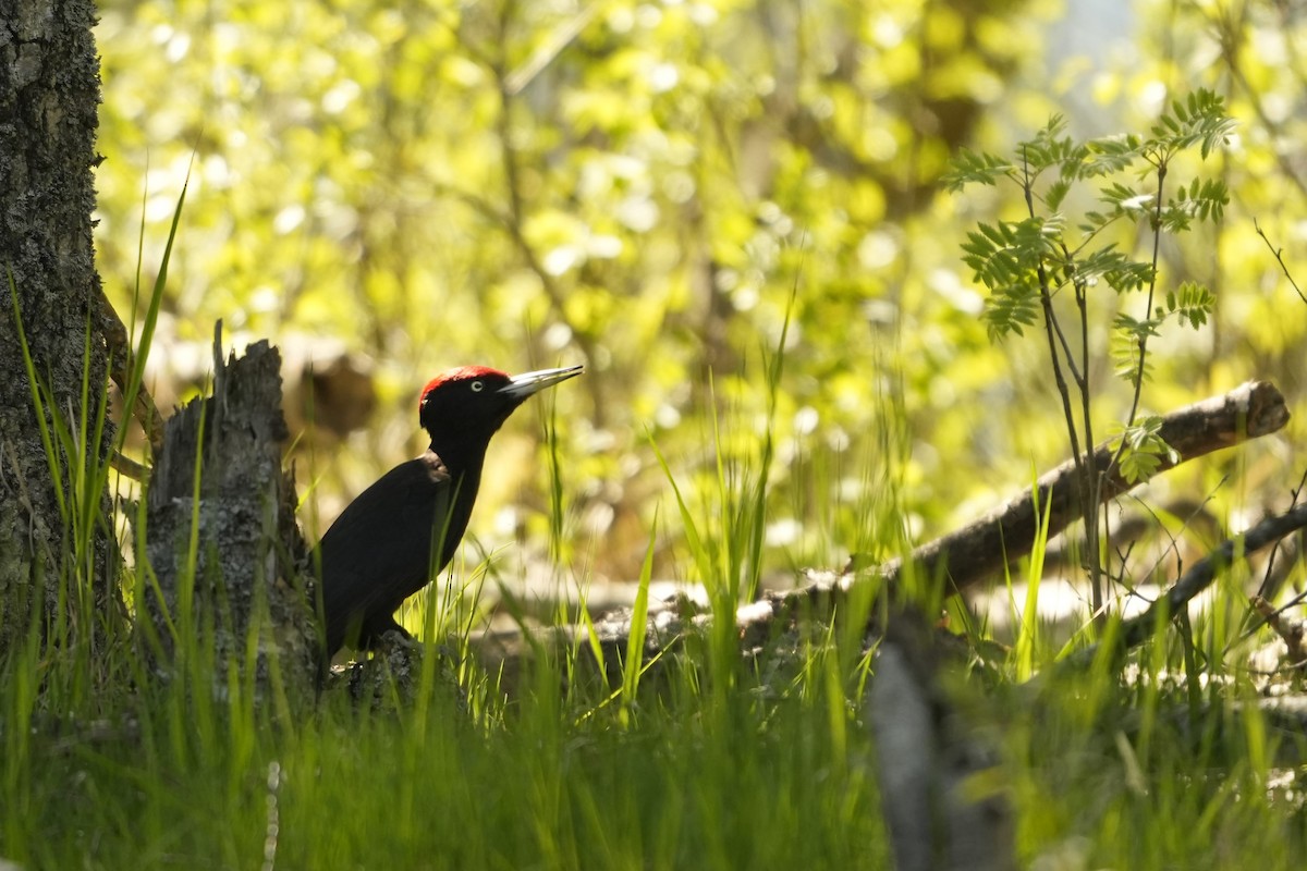 Black Woodpecker - ML639470850