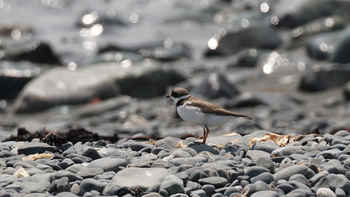 Semipalmated Plover - ML639470854