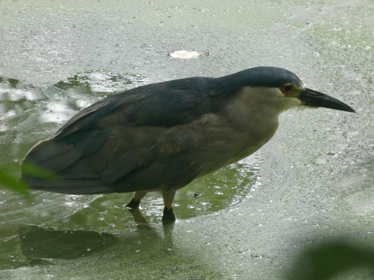 Black-crowned Night Heron - ML639470882