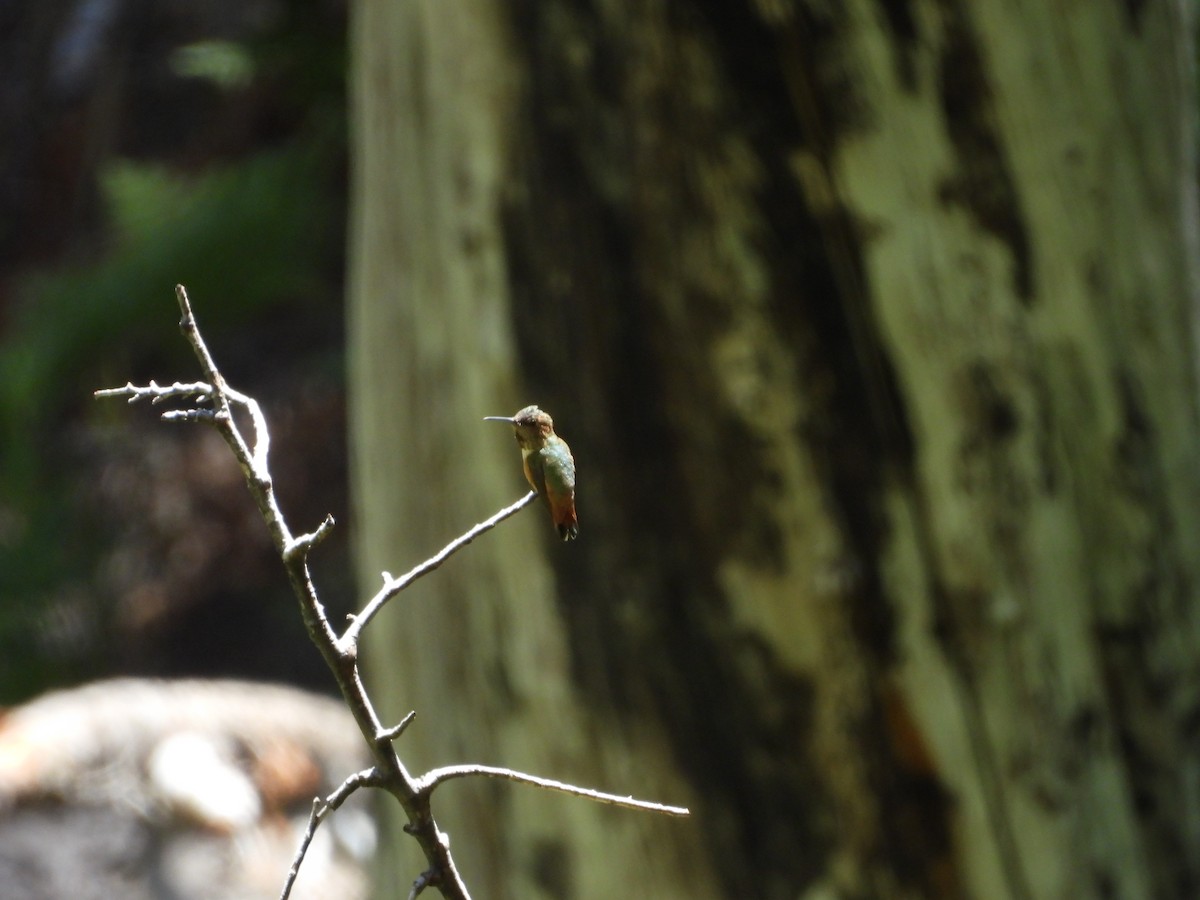 Rufous Hummingbird - ML639470905
