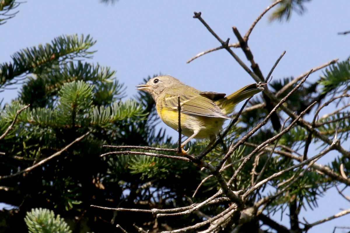 Nashville Warbler - ML639471037
