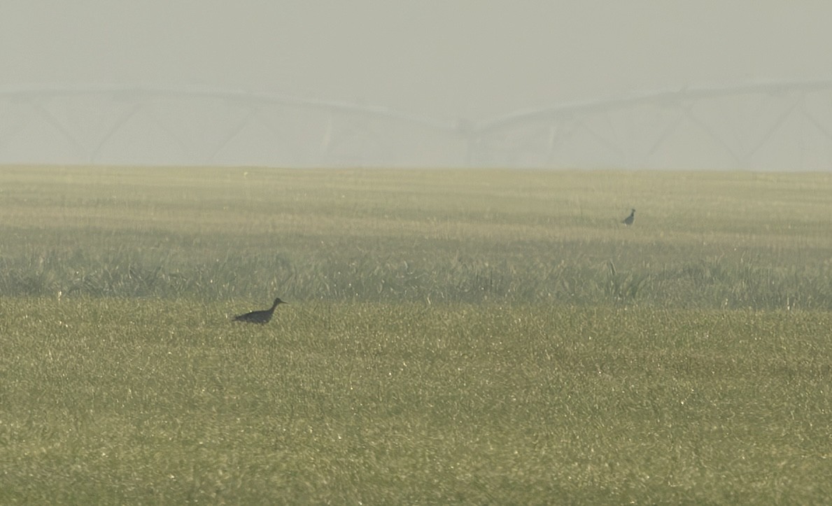 Upland Sandpiper - ML639471127