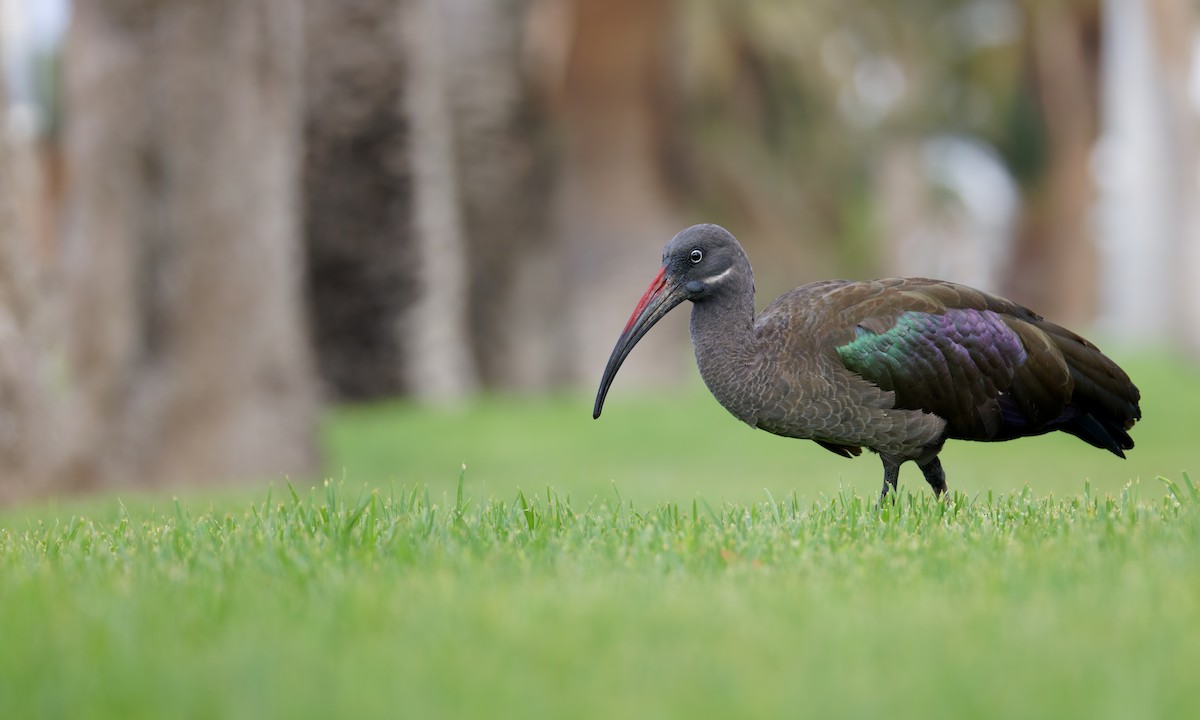Hadada Ibis - ML639471225