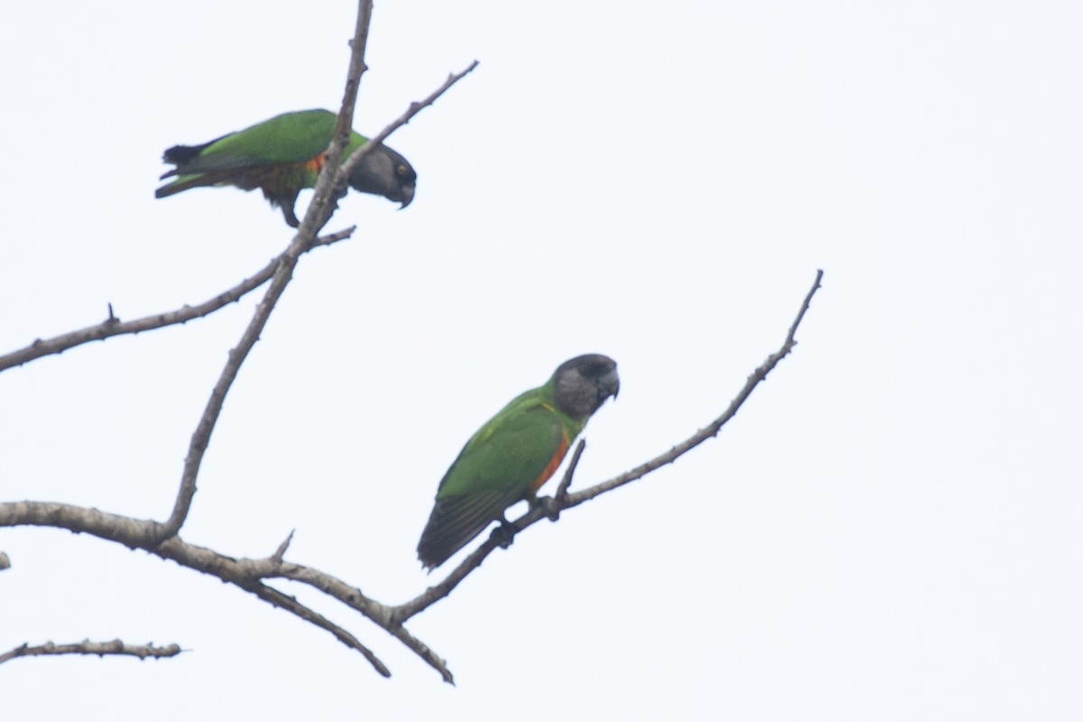 Senegal Parrot - ML639471439