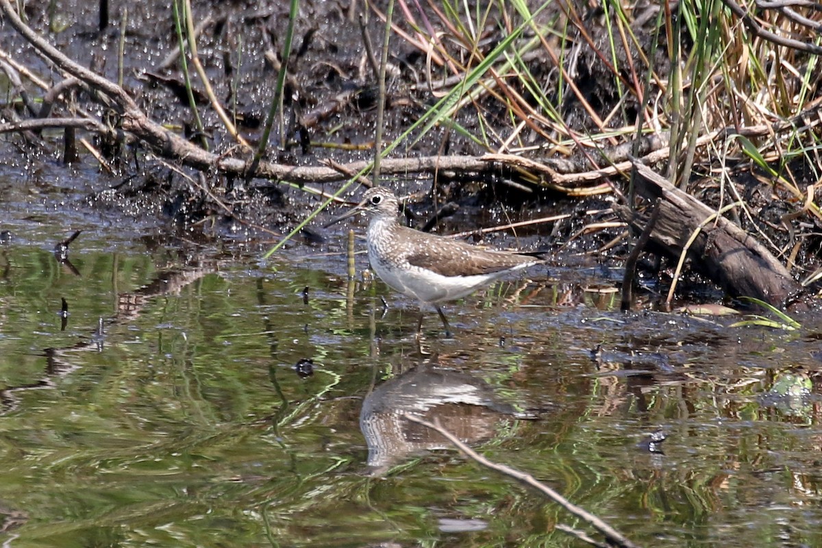 Solitary Sandpiper - ML639471608