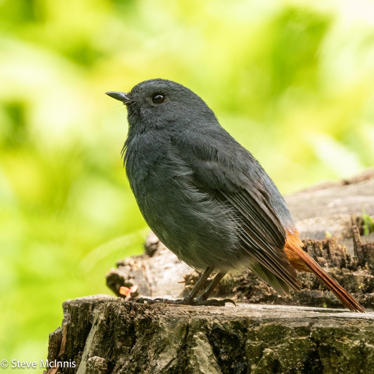 Plumbeous Redstart - ML639471741
