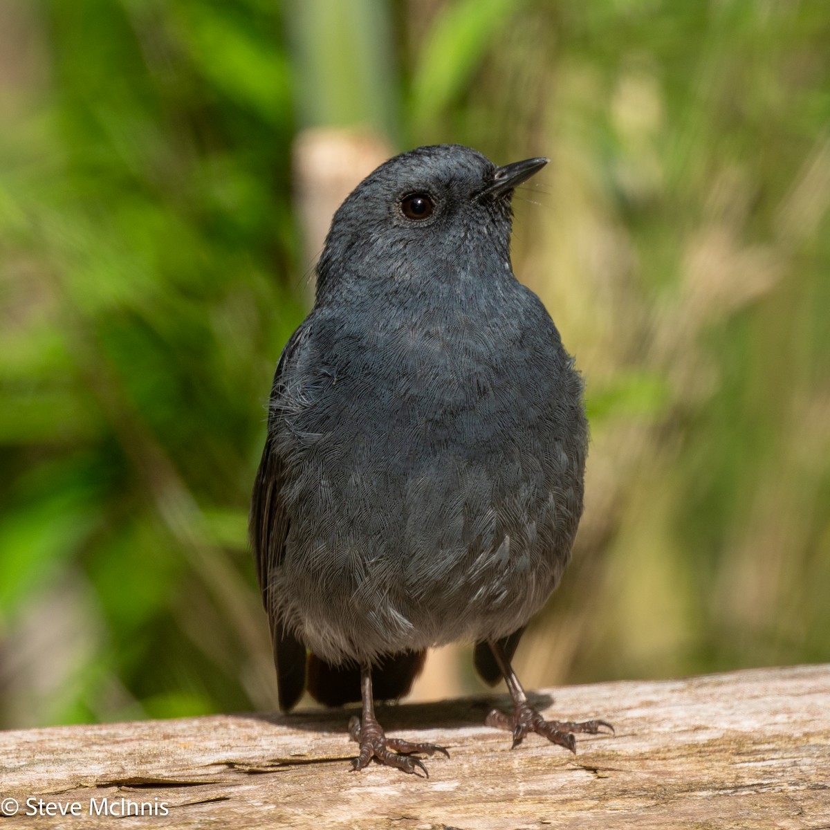 Plumbeous Redstart - ML639471742