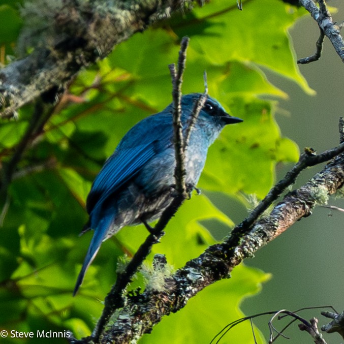 Verditer Flycatcher - ML639471784