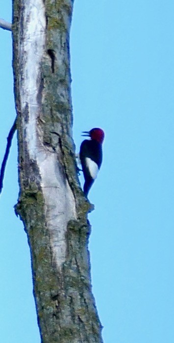 Red-headed Woodpecker - ML639471921