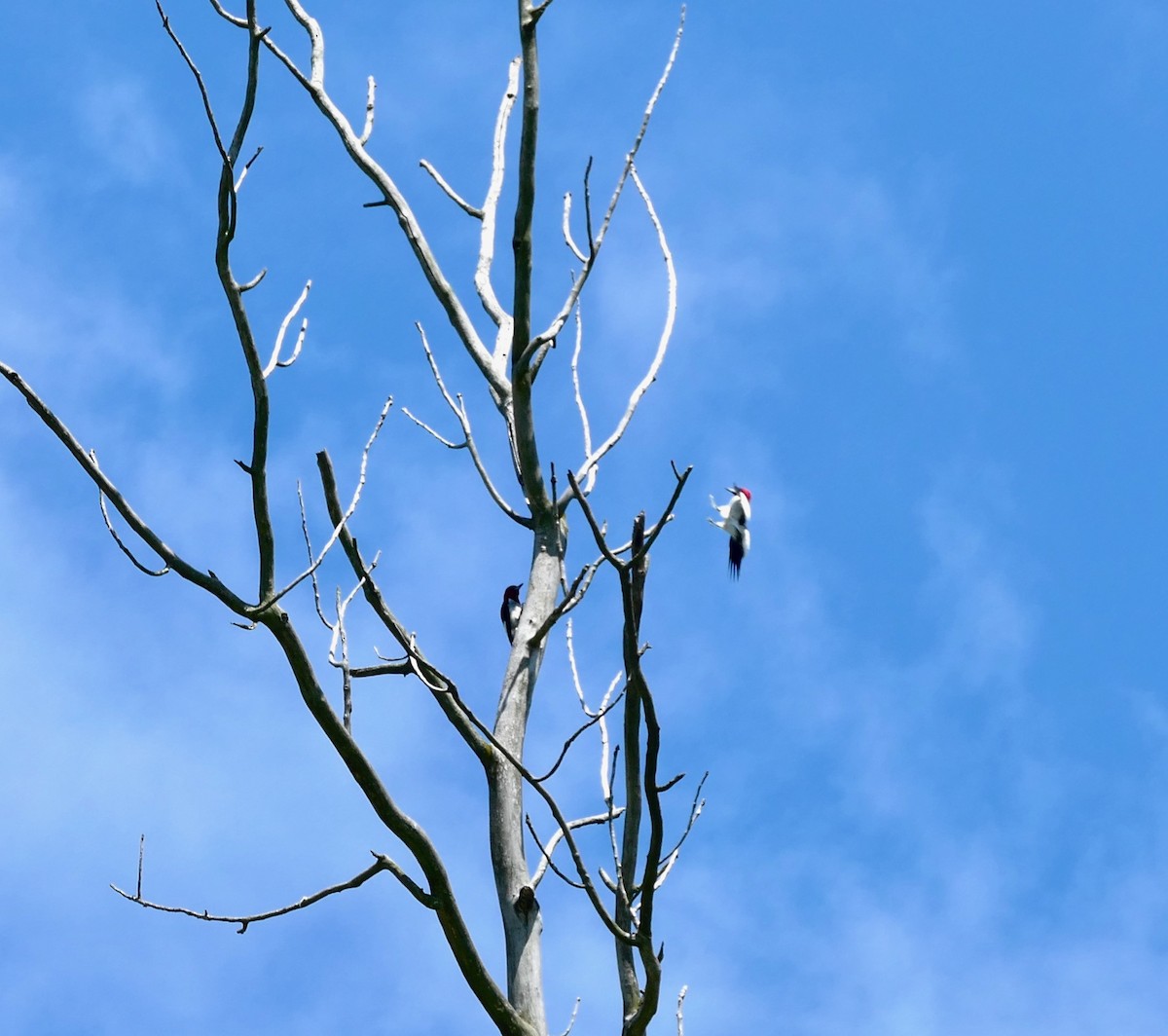 Red-headed Woodpecker - ML639471922