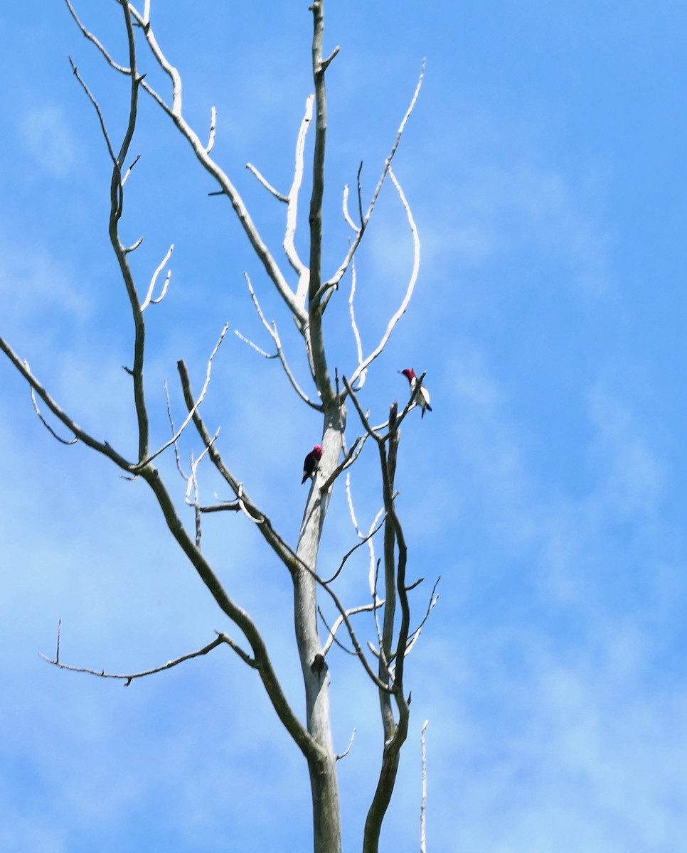 Red-headed Woodpecker - ML639471923