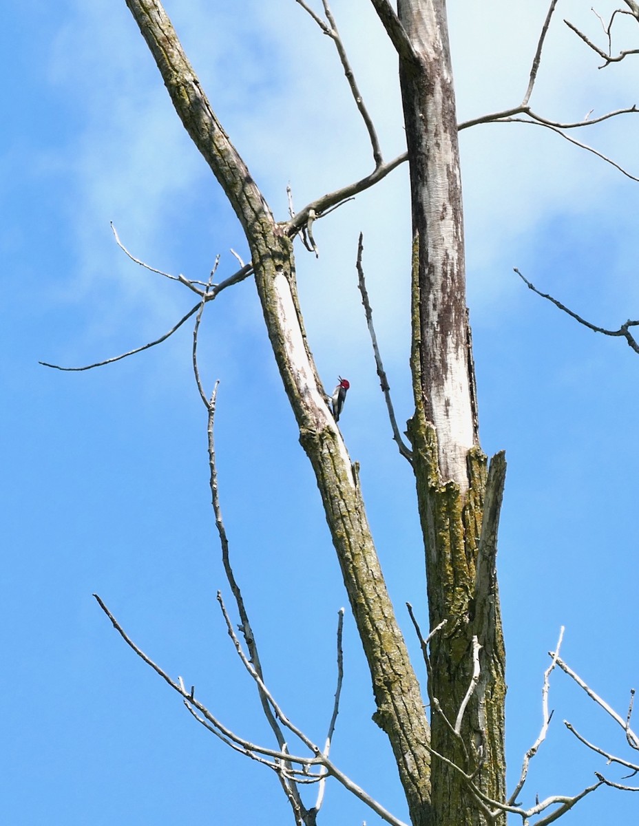 Red-headed Woodpecker - ML639471924