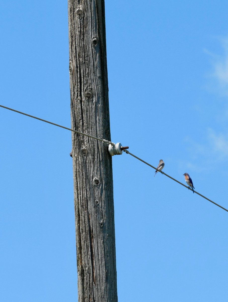 Eastern Bluebird - ML639471950