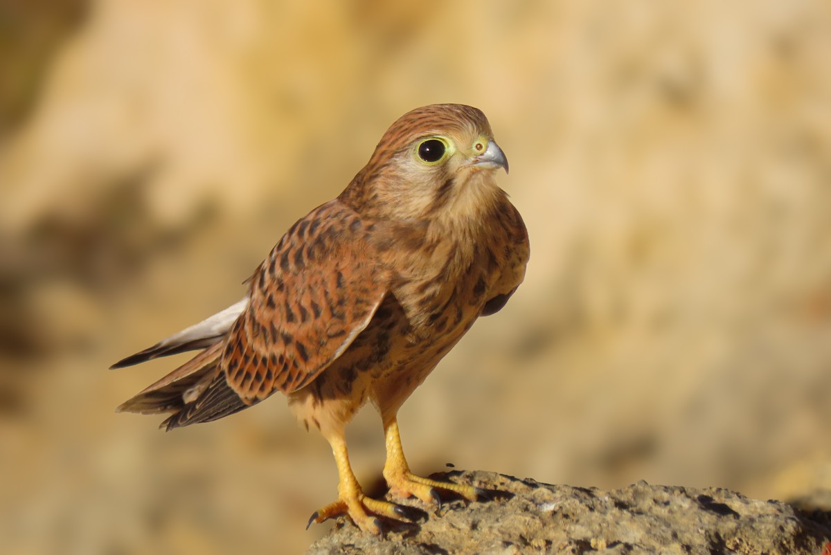 Eurasian Kestrel - ML639472008