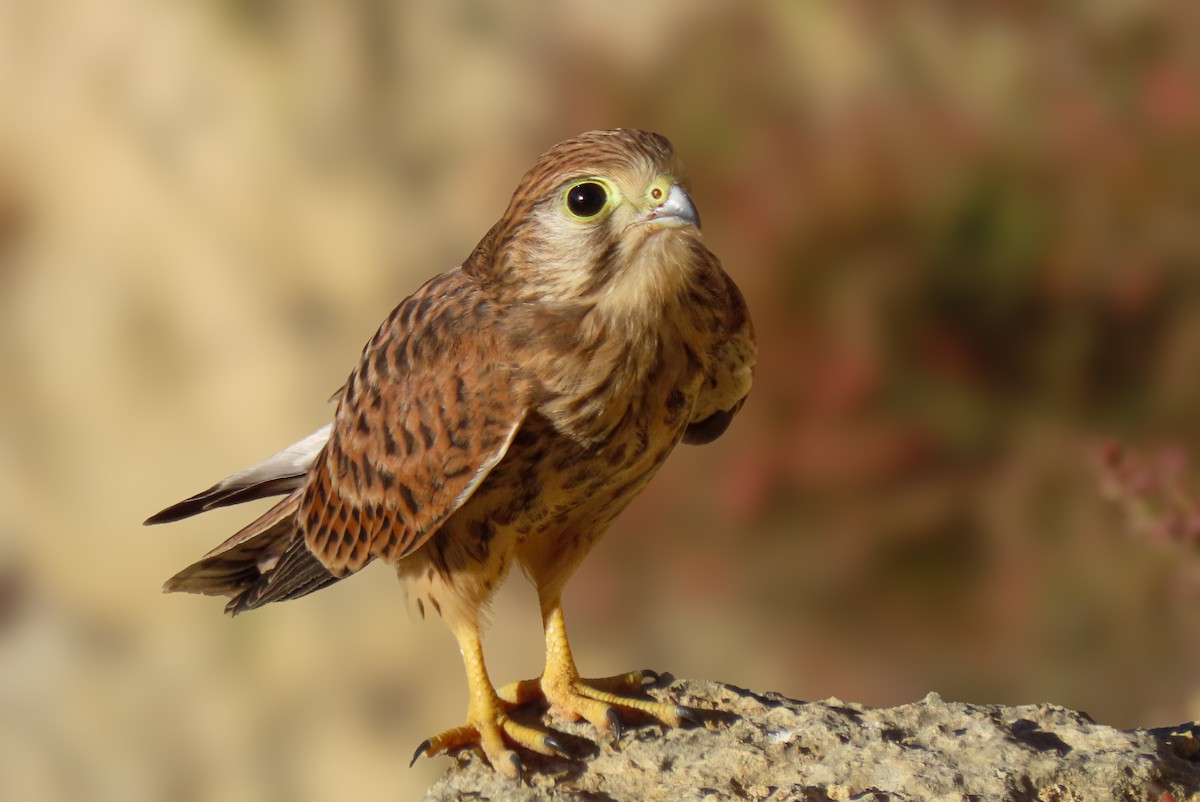 Eurasian Kestrel - ML639472009
