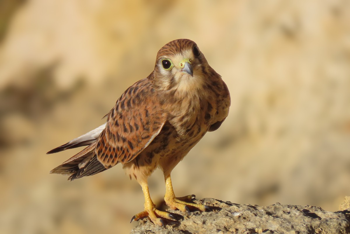 Eurasian Kestrel - ML639472010