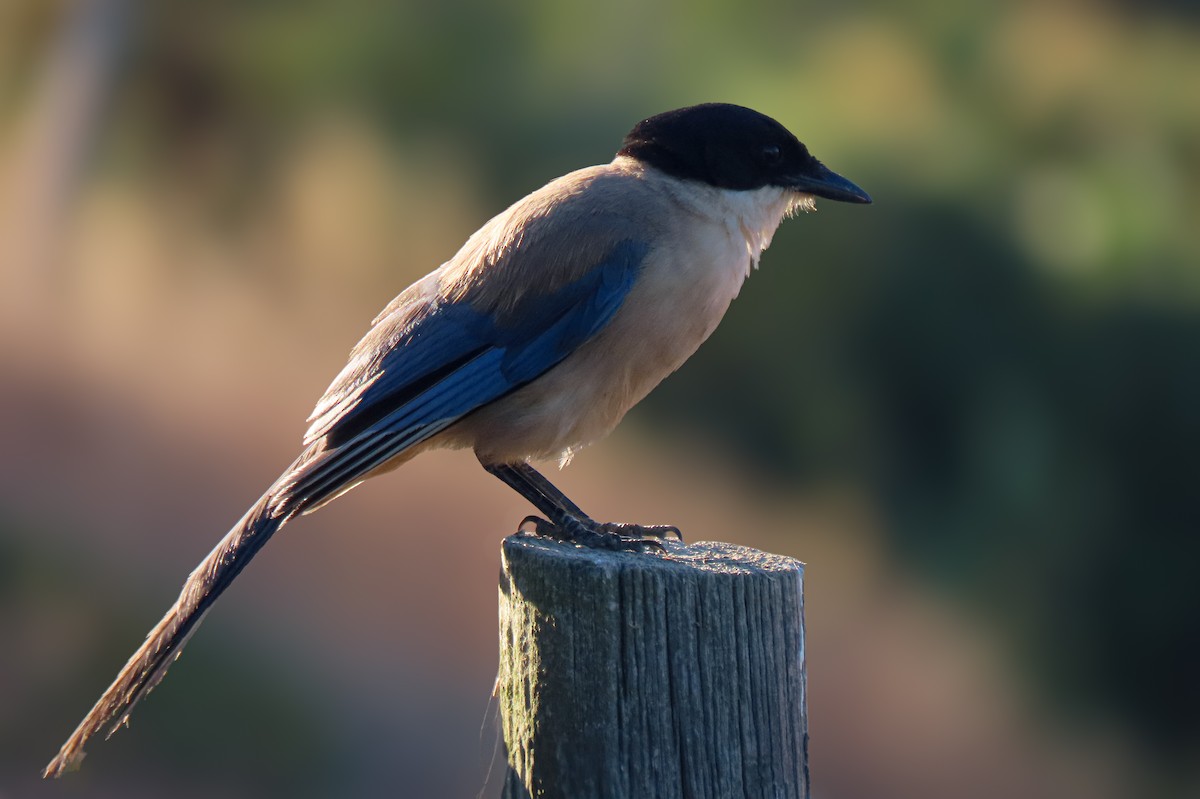 straka iberská - ML639472022