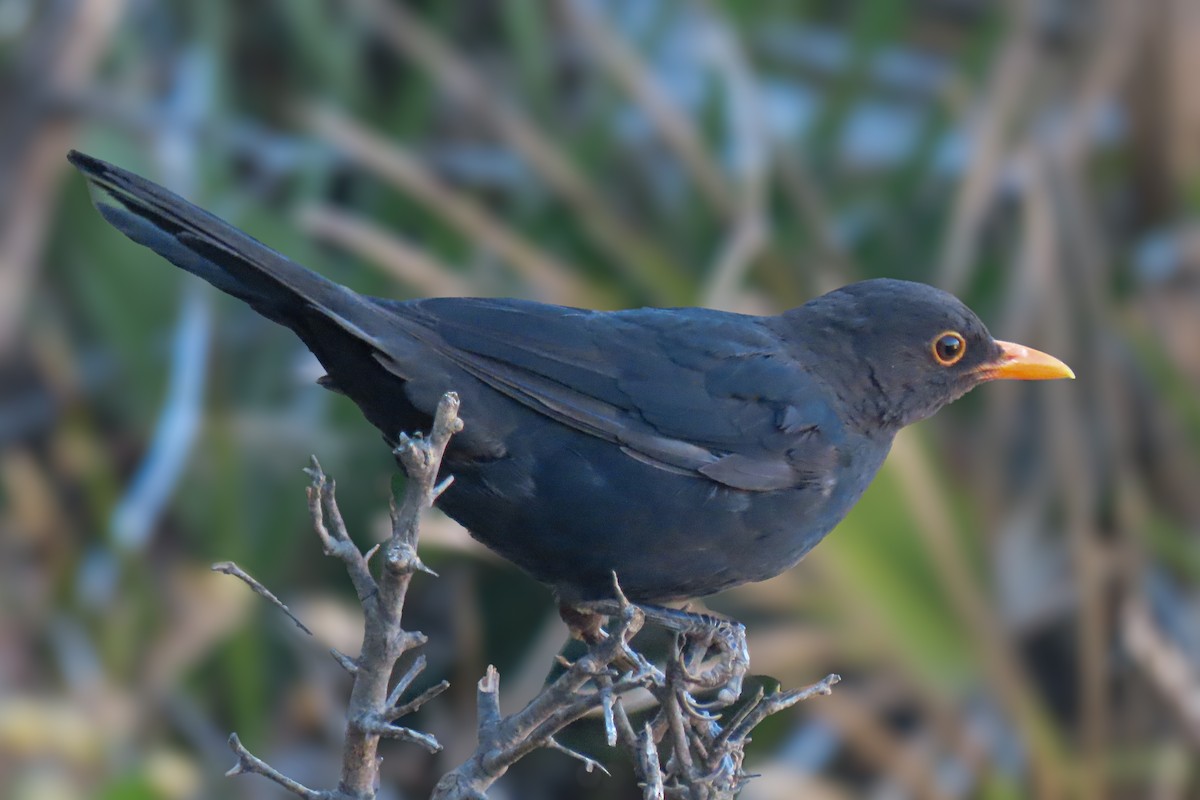 kos černý - ML639472043