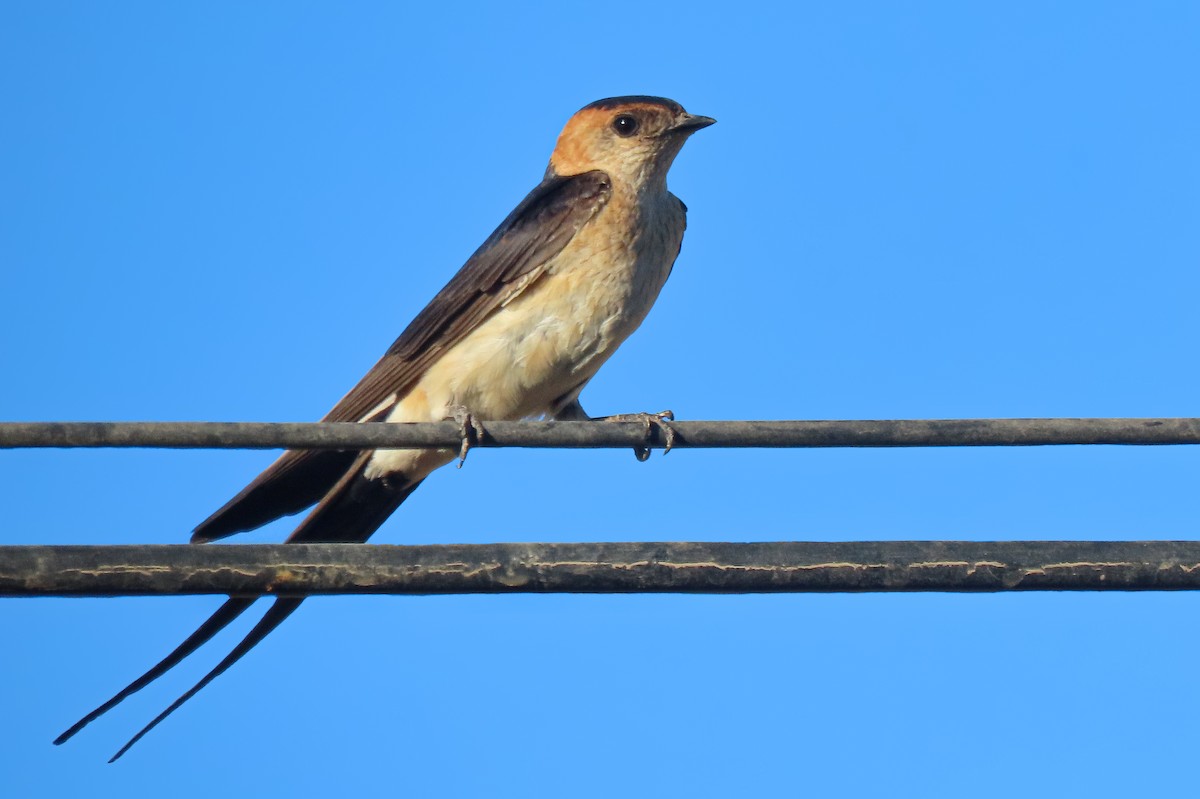 vlaštovka červenavá - ML639472088